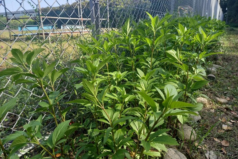 Fujibakama (Eupatorium japonicum) being cultivated at the Tokai Plant