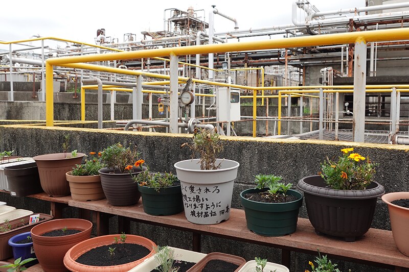 Blooming Flowers Project zone next to the water treatment facility