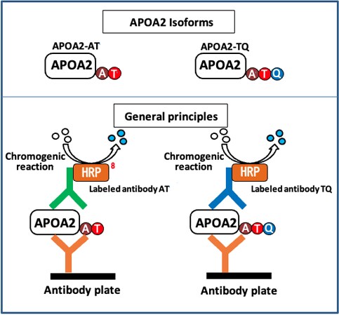 APOA2 Isoforms