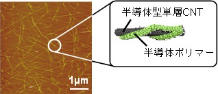 半導体型単層CNTの分散薄膜