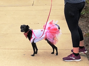 レースに参加した犬の中には可愛らしく着飾った犬もいました