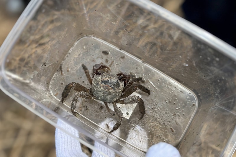 荒川に生息するさまざまな生き物を観察して、生物多様性保全の大切さについて考える自然観察教室