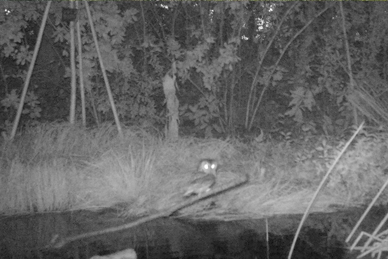水辺ビオトープに降り立ったフクロウ