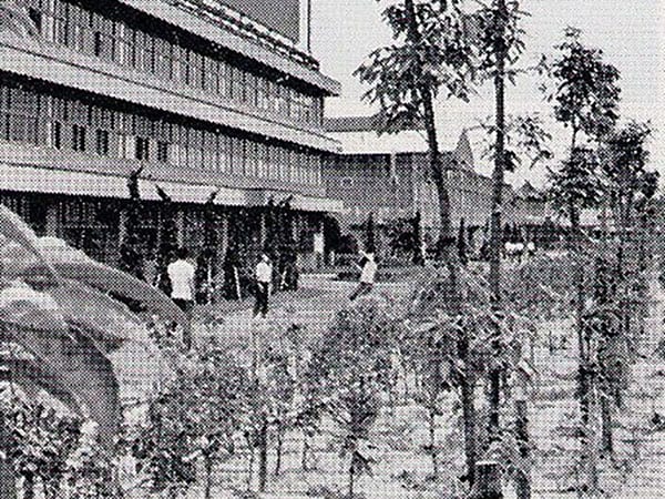 植樹直後（1973年）